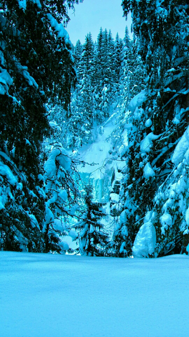 sybarian winter