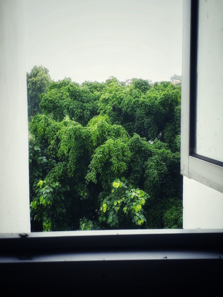 Tree of Life