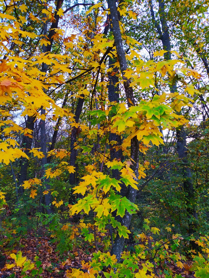 autumn