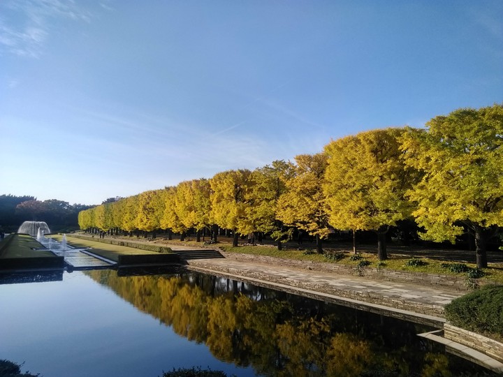Ginkgo