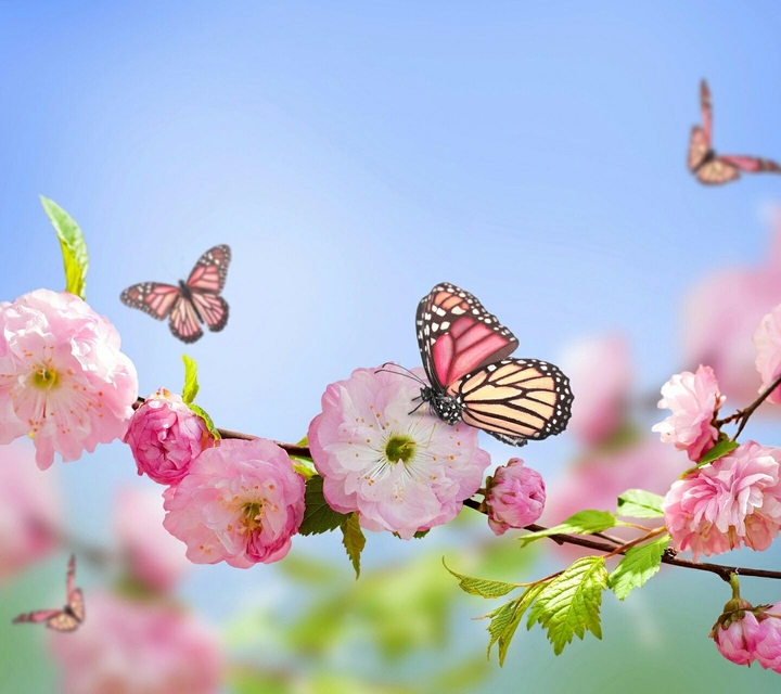 Spring