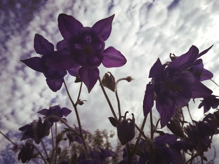 фиолетовый, violet