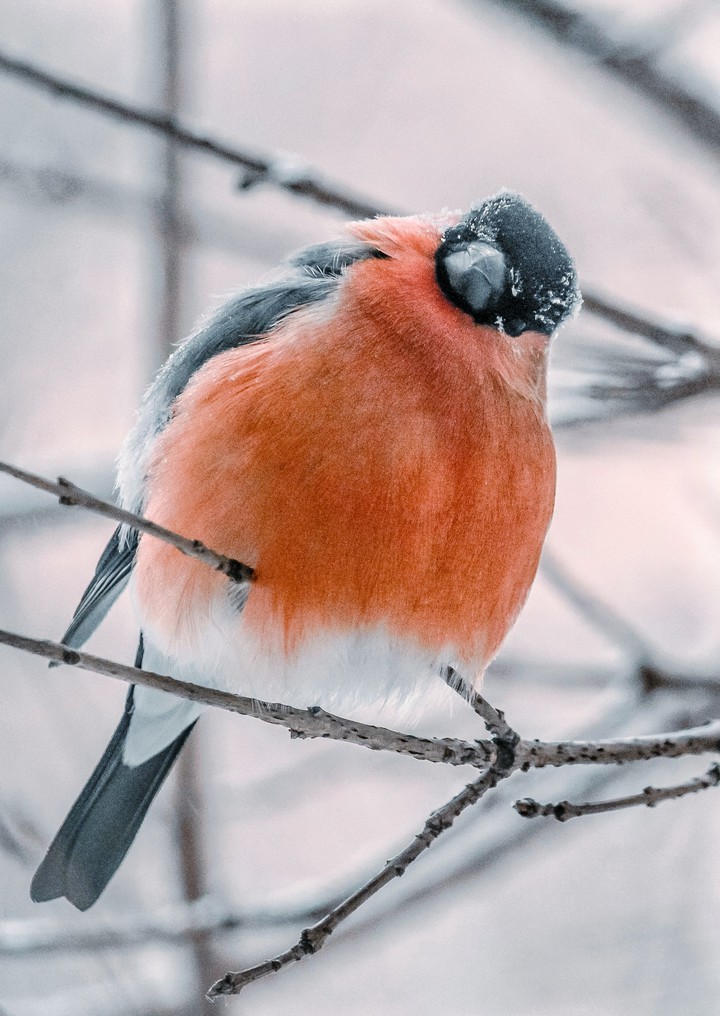 Red bird