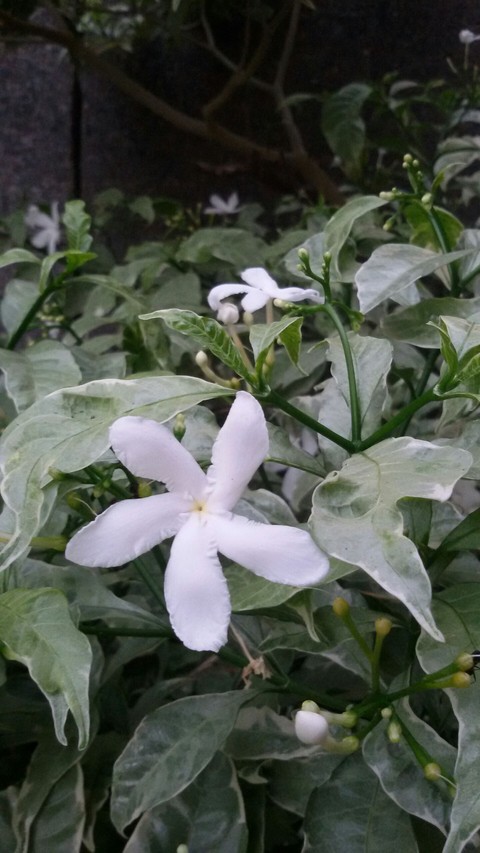 FLOWER