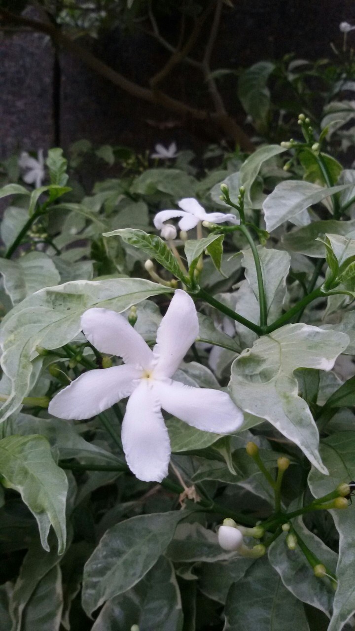 FLOWER