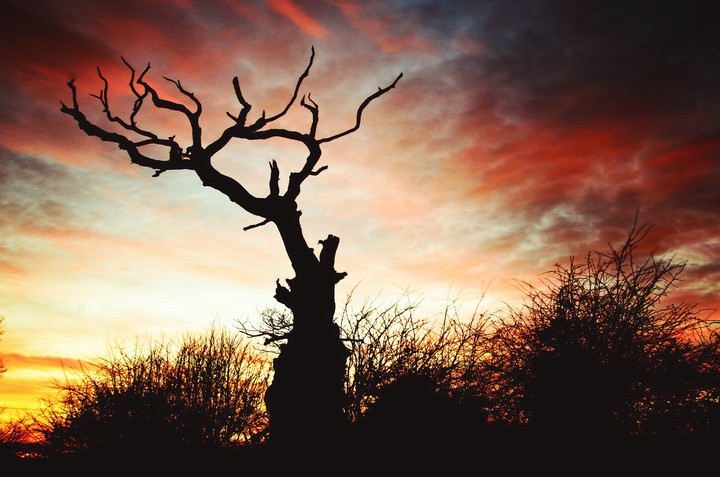 tree