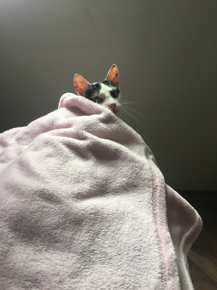 gata medrosa