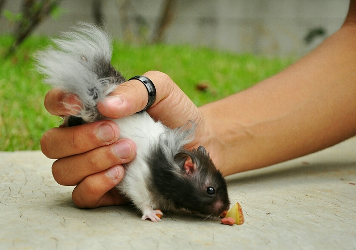 Pet