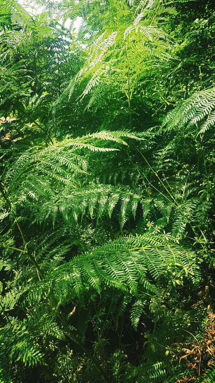 Fern in forest