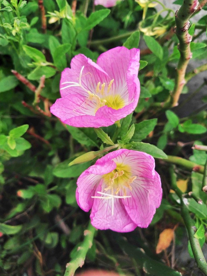 pink little green flowers