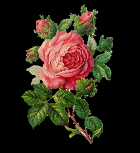 тапети plant, rose