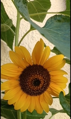 Sonnenblume im Wind