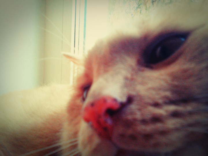 Cat Casper