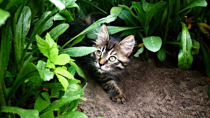 little tiger
