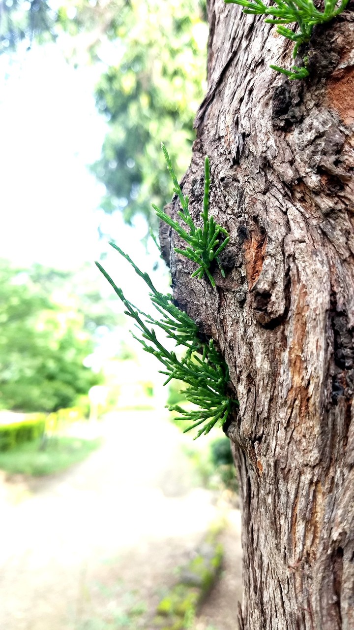 It's just a beautiful picture ....NO DSLR JUST PHONE CAMERA.