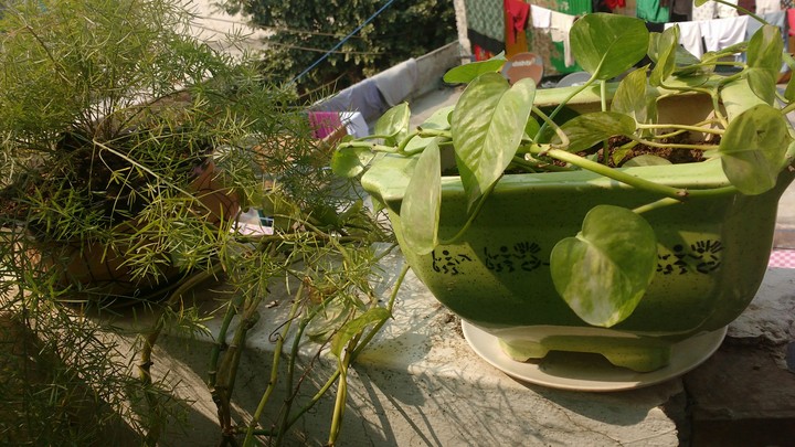 greenery