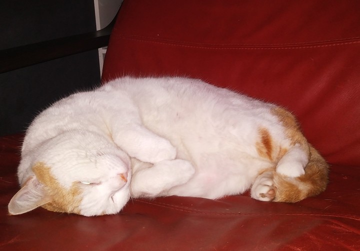 Sleep Cat