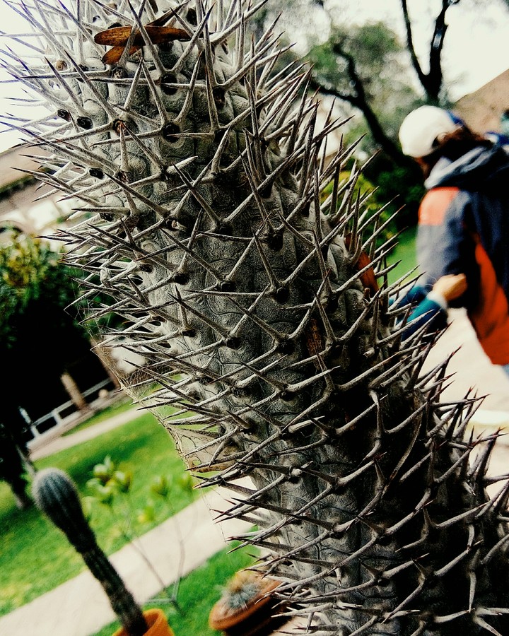thorns