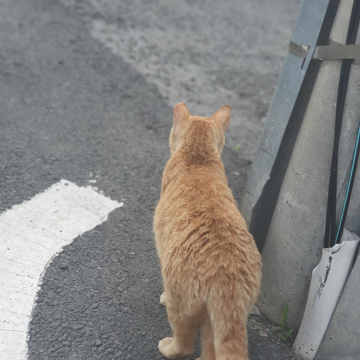 cat