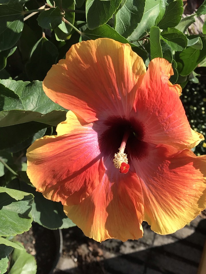hibiscus