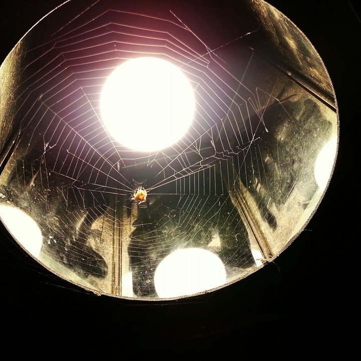 cobweb