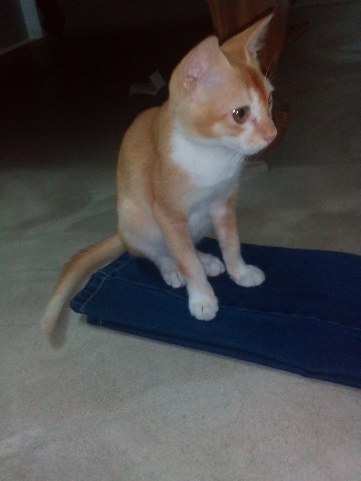 my cat