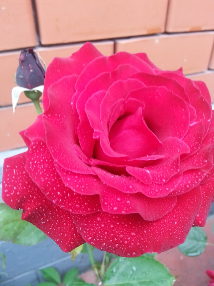 rose