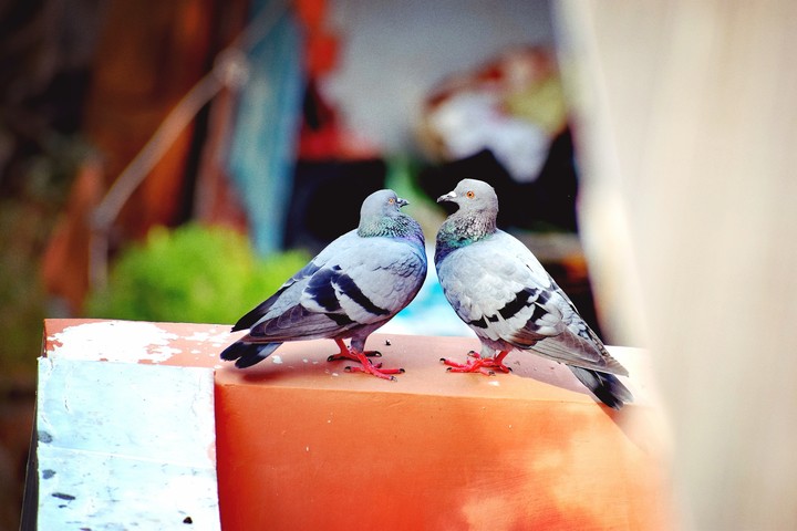 love birds...