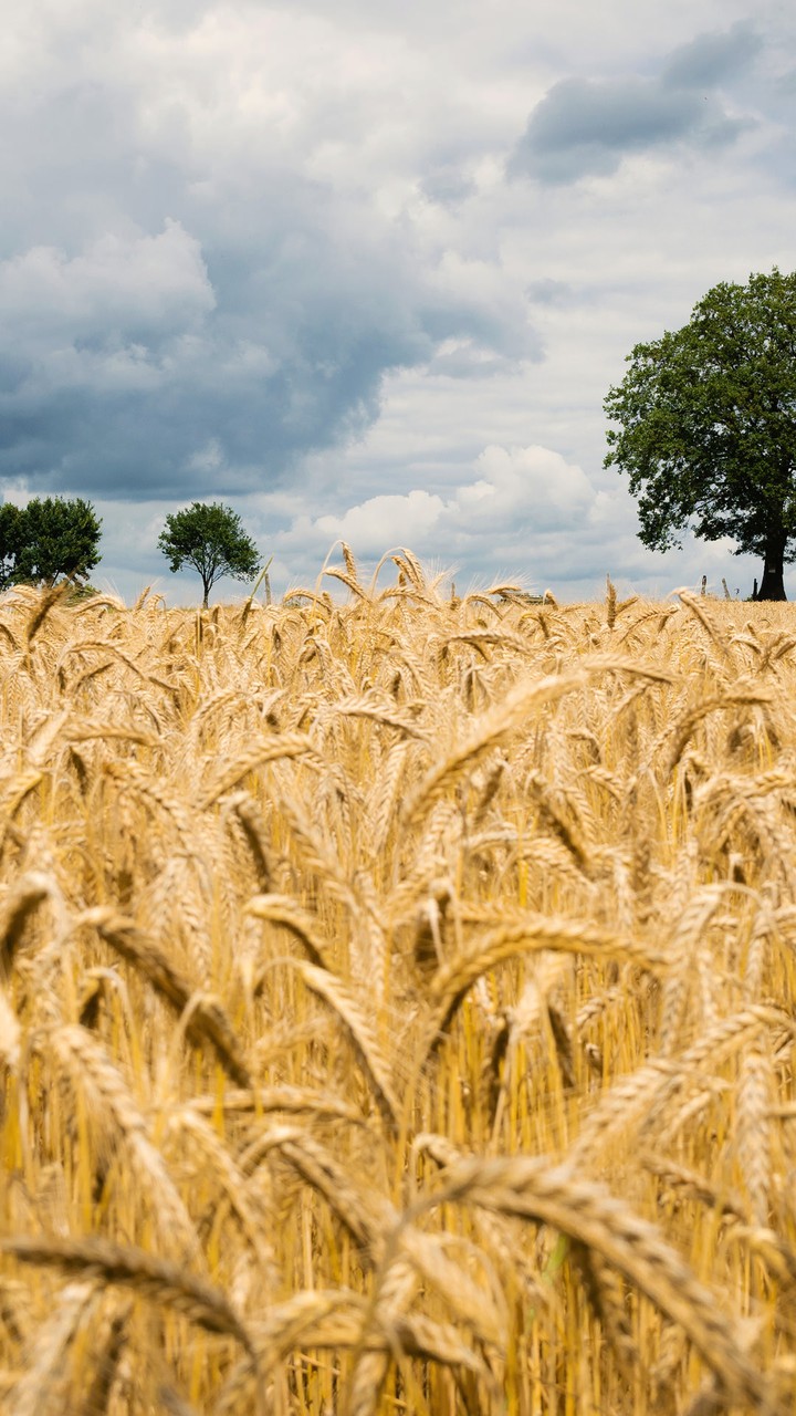 Kornfeld und bewölkter Himmel