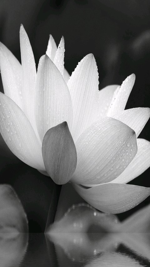 petal, flower桌布