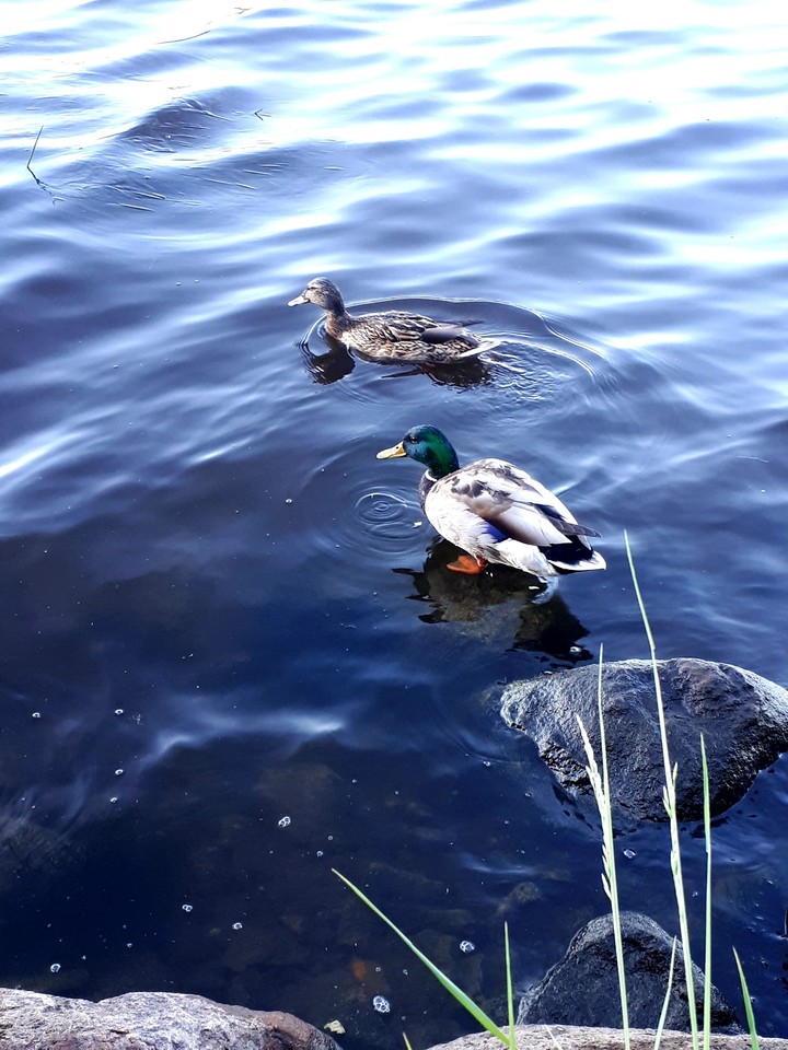 Ducks