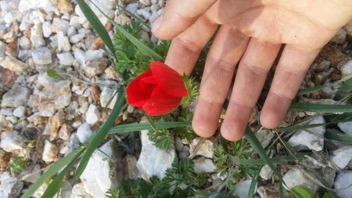 gül