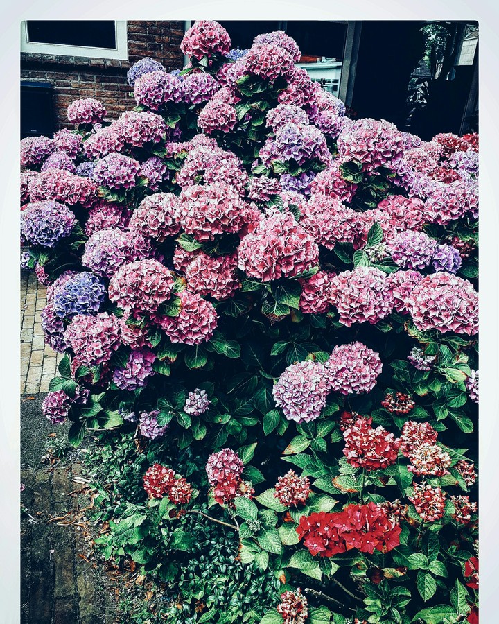 flowers