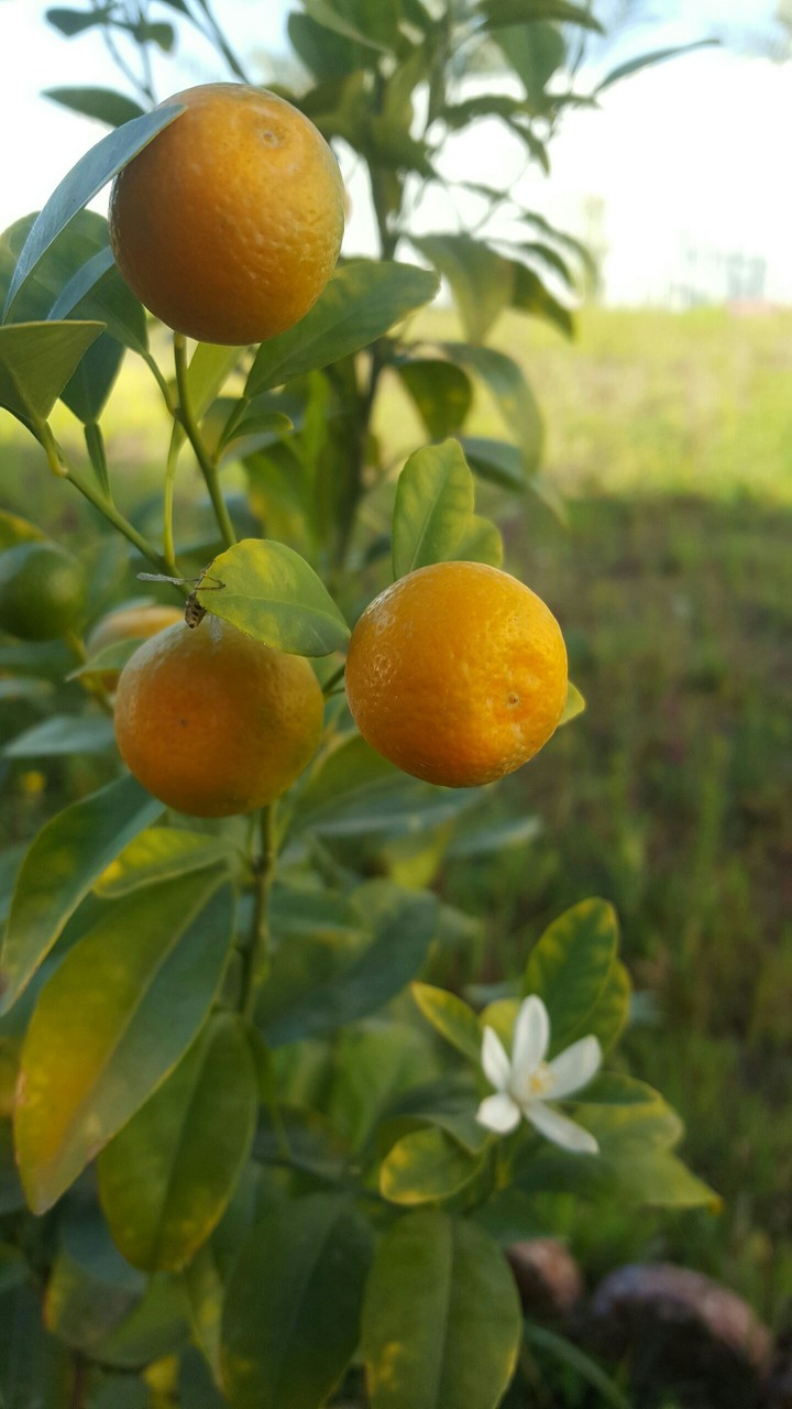 china_orang