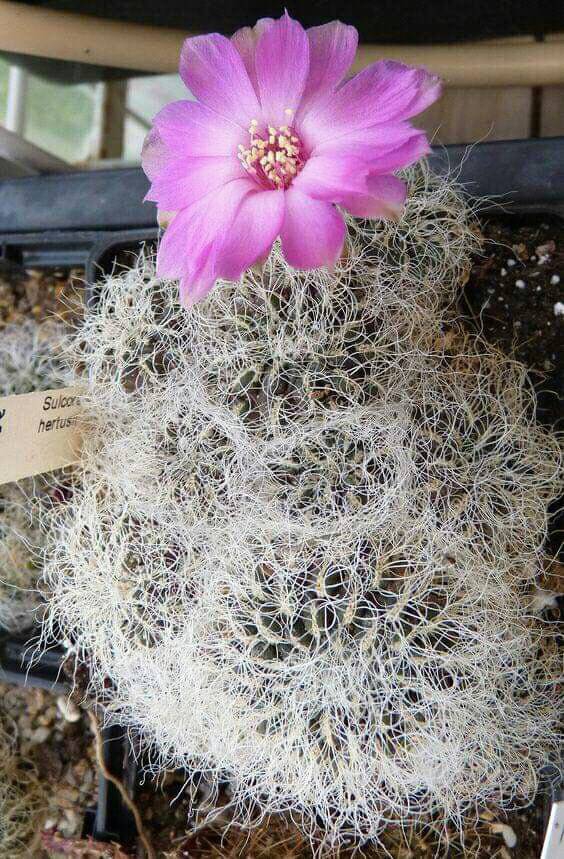 仙人掌開花
