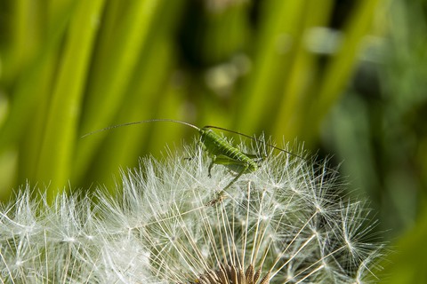 Heuschrecke auf Pusteblume
