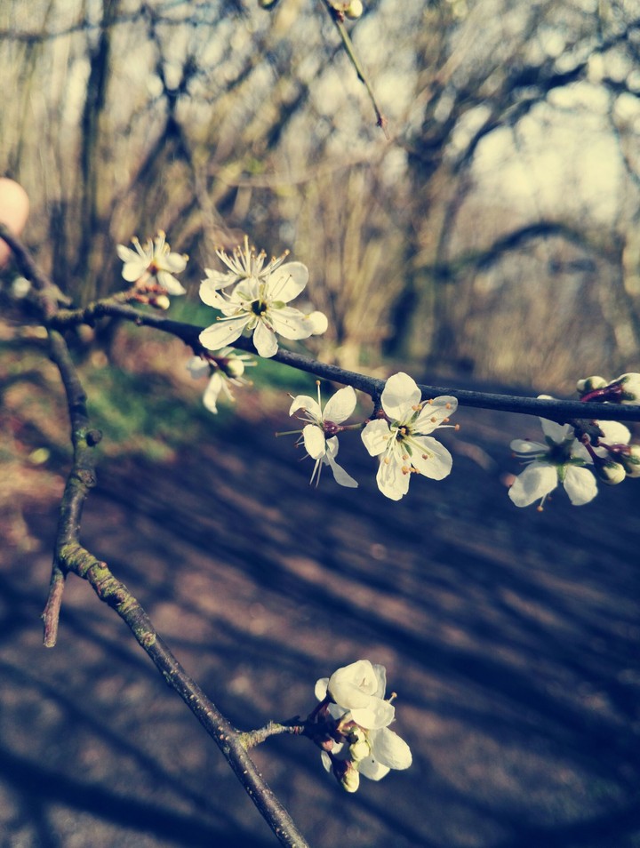 spring life