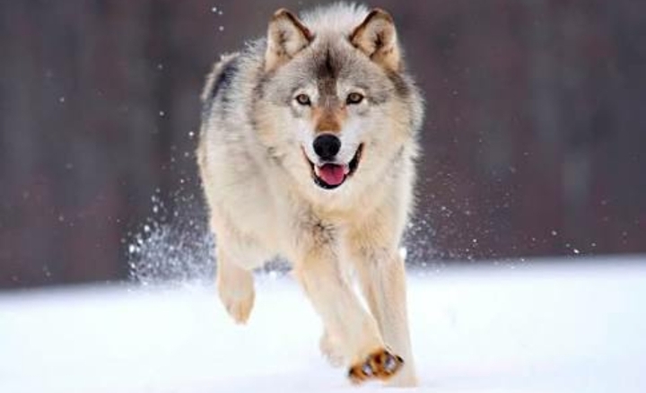 Lobo