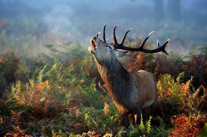 Hirsch.