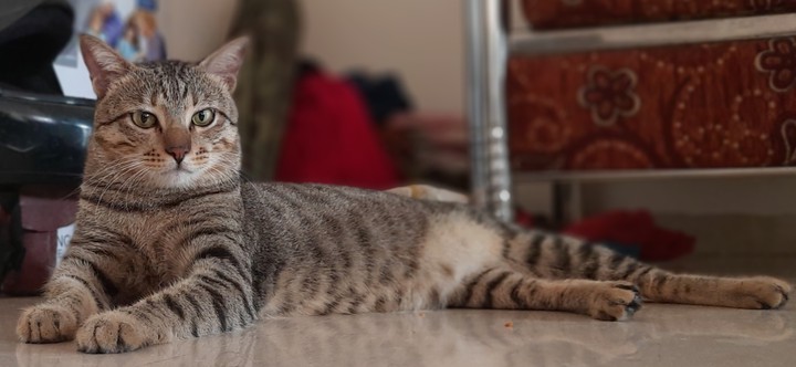 a cat