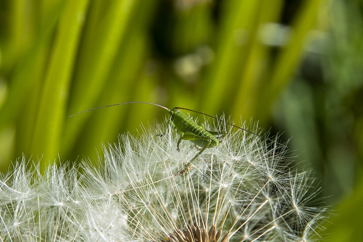 Heuschrecke auf Pusteblume