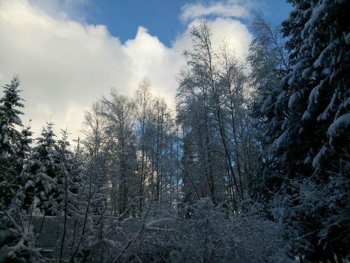 Winter Wonderland