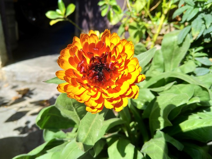 flower