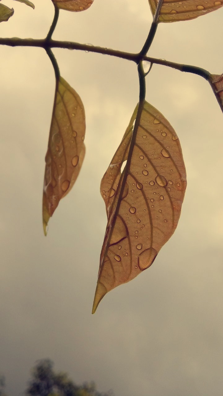 Leaves