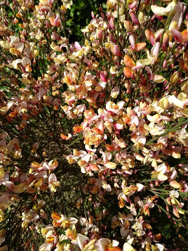 spring flower