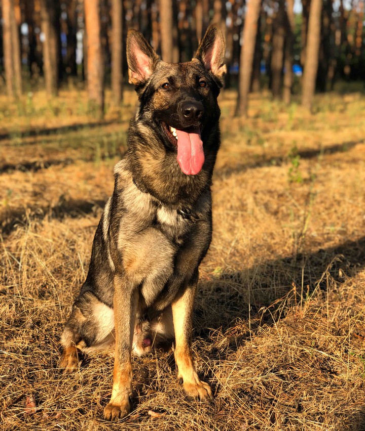 German shepherd