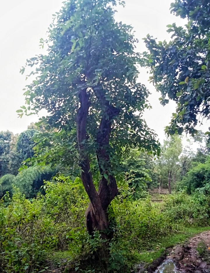 tree in twist