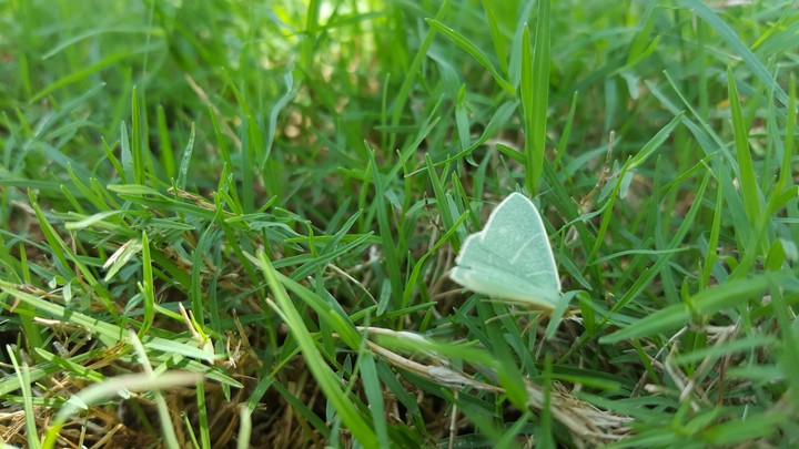 beautiful insect