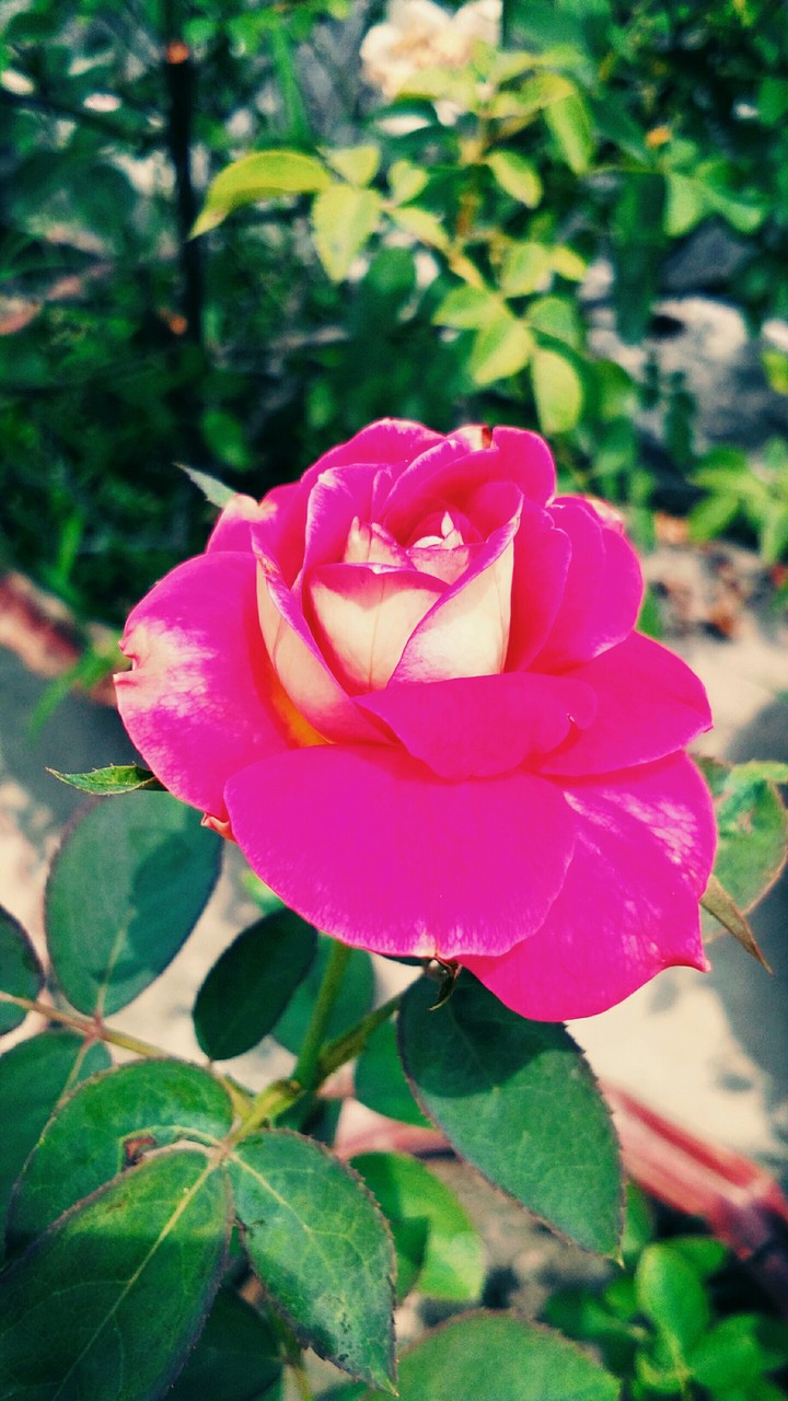 flower