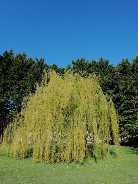 willow, cupressaceae वॉलपेपर